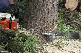 Trusted Oakleaf Plantation, FL Tree Removal Experts