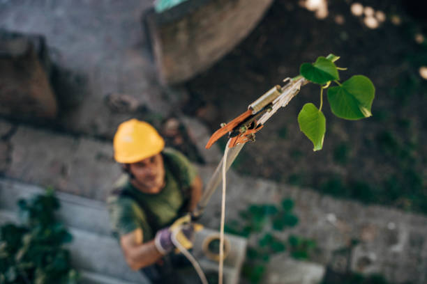 Best Tree Risk Assessment  in Oakleaf Plantation, FL