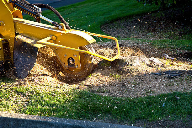Best Root Management and Removal  in Oakleaf Plantation, FL